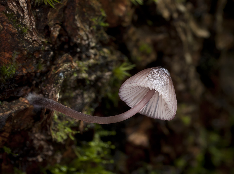 Mycena purpureofusca